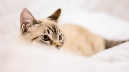 Fototapeta na wymiar White stripped tabby cat cute in bed