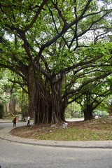 People are walking under a very big and old tree in a park in Havana