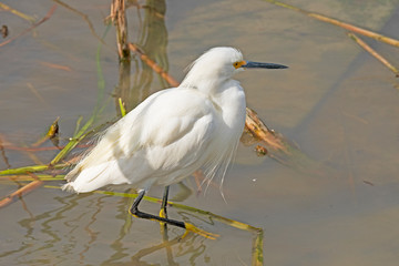 Snowy Egret Wading in a Wetland Pond