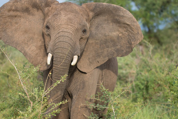 Fototapeta na wymiar African free young elephant mock charging