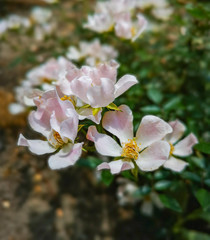 White leaf flowers with green leafs in background