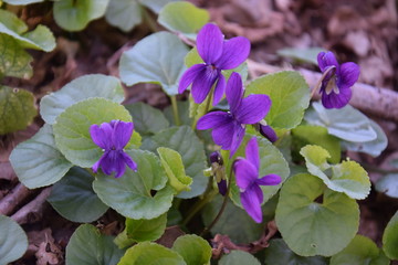 Violette, fiori primaverili