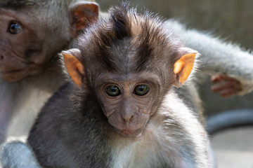 Closeup portrait of Baby Macaque Balinese Long Tailed monkey in Ubud, Bali, Indonesia. 
