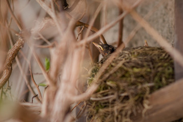 brood blackbird