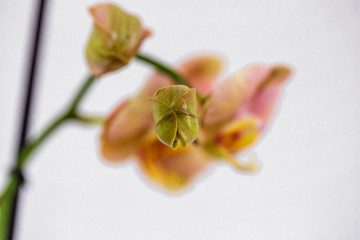 Beautiful yellow orchid flower and green leaves on White background. Orchids close up