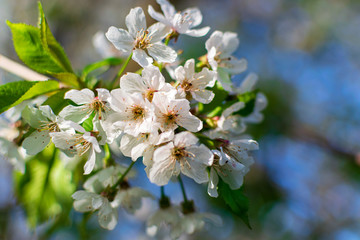apple tree blossom