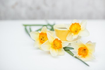 Obraz na płótnie Canvas daffodils in a vase