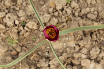 Tulipan