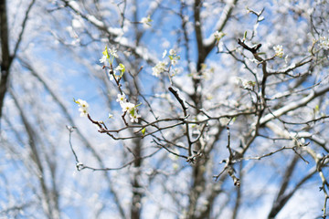 snow covered branches