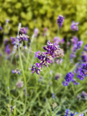 Zoom in to lavender flower and green stems in background