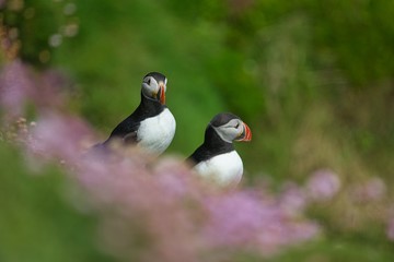 Atlantic Puffin - Fratercula arctica, also known as the common puffin, is a species of seabird in the auk family. his puffin has a black crown and back, pale grey cheek patches and white underparts.