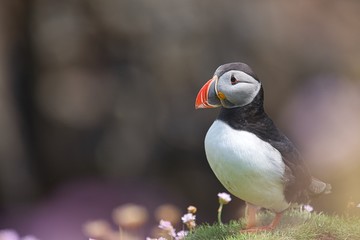 Atlantic Puffin - Fratercula arctica, also known as the common puffin, is a species of seabird in the auk family. his puffin has a black crown and back, pale grey cheek patches and white underparts.