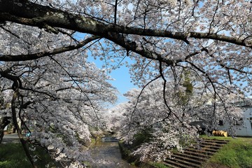 桜井市　粟原川の桜並木