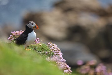 Atlantic Puffin - Fratercula arctica, also known as the common puffin, is a species of seabird in the auk family. his puffin has a black crown and back, pale grey cheek patches and white underparts.