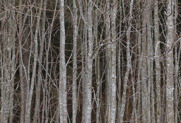 Fototapeta premium Young beech trunks aligned parallel building dark forest.