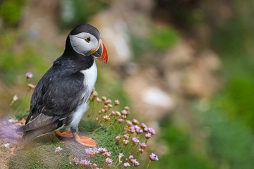 Atlantic Puffin - Fratercula arctica, also known as the common puffin, is a species of seabird in the auk family. his puffin has a black crown and back, pale grey cheek patches and white underparts.