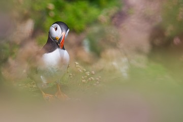 Atlantic Puffin - Fratercula arctica, also known as the common puffin, is a species of seabird in the auk family. his puffin has a black crown and back, pale grey cheek patches and white underparts.