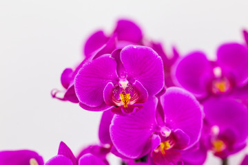 beautiful purple Phalaenopsis orchid flowers, isolated on white background. Floral tropical design element for cosmetics, perfume, beauty care products.