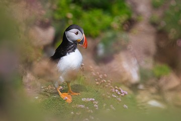 Atlantic Puffin - Fratercula arctica, also known as the common puffin, is a species of seabird in the auk family. his puffin has a black crown and back, pale grey cheek patches and white underparts.