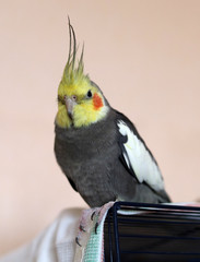 Grey cockatiel (corella) sitting on cage