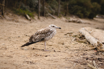 Mouette - gabian