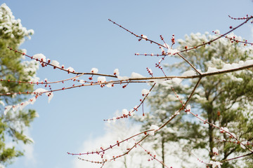 branch of a cherry tree