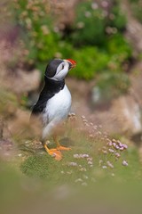 Close-up of a puffin, Atlantic Puffin, Puffin, Fratercula artica, artic black and white cute bird with red bill sitting on the rock, Sea bird from Iceland. Cute bird on the rock cliff