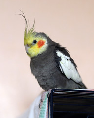 Grey cockatiel (corella) sitting on cage