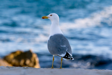 Mouette - gabian