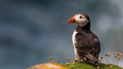 Close-up of a puffin, Atlantic Puffin, Puffin, Fratercula artica, artic black and white cute bird with red bill sitting on the rock, Sea bird from Iceland. Cute bird on the rock cliff