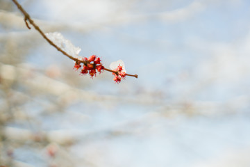 snow covered branches