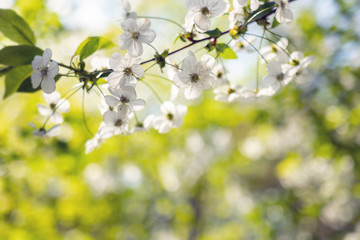 Background of Apple tree branches with white flowers