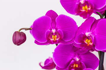 Obraz na płótnie Canvas beautiful purple Phalaenopsis orchid flowers, isolated on white background. Floral tropical design element for cosmetics, perfume, beauty care products.