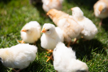Yellow and black little broiler chickens free in the green paddock. Responsible agriculture. 
