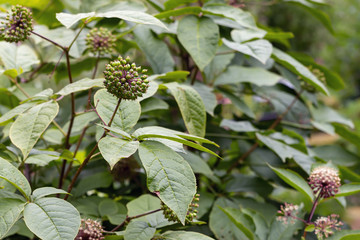 Green leaf background