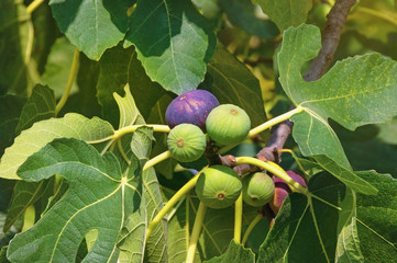 Branches of  fig tree ( Ficus carica ) with leaves and fruits on sunny autumn day