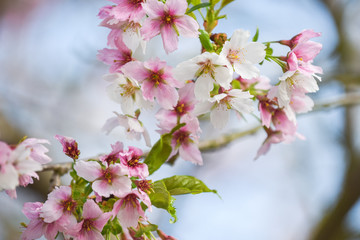 Pink and white blossom tree with detail on flowers growing