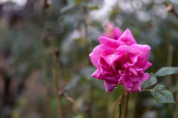 Pink rose flower with a blurry background