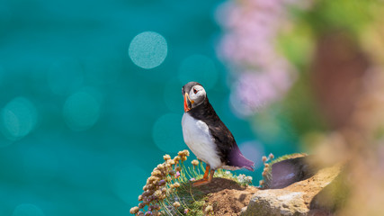 Atlantic puffin also know as common puffin is a species of seabird in the auk family. Iceland, Norway, Faroe Islands, Newfoundland and Labrador in Canada are known to be large colony of this puffin.