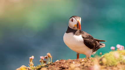 Atlantic puffin also know as common puffin is a species of seabird in the auk family. Iceland,...