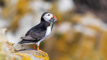 Atlantic puffin also know as common puffin is a species of seabird in the auk family. Iceland, Norway, Faroe Islands, Newfoundland and Labrador in Canada are known to be large colony of this puffin.