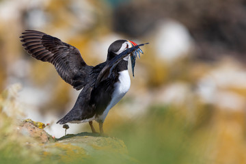 Atlantic puffin also know as common puffin is a species of seabird in the auk family. Iceland, Norway, Faroe Islands, Newfoundland and Labrador in Canada are known to be large colony of this puffin.