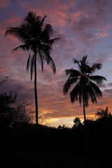 Colorful landscape with palm tree in the evening