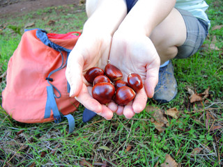 Edible chestnuts held in hands (Castanea), wild forest nuts found during a weekend trip.