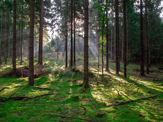 Fototapeta premium LAS W CZECHACH O ZACHODZIE WIOSNĄ. ŚWIATŁO PRZEZ DRZEWA