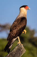 red tailed hawk