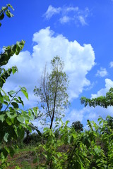 Beautiful tree with blue sky and cloud
