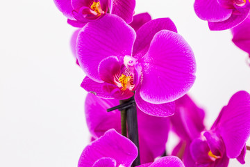 Naklejka na ściany i meble beautiful purple Phalaenopsis orchid flowers, isolated on white background. Floral tropical design element for cosmetics, perfume, beauty care products.