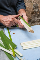 Papyrus paper artisan in Syracuse cutting the stem of a papyrus plant to obtain thin strips