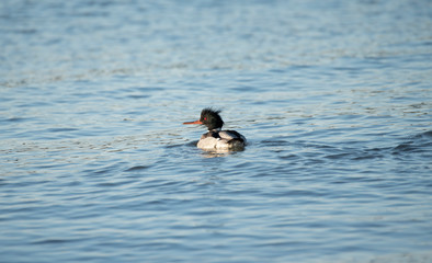 Red Breasted Merganser
